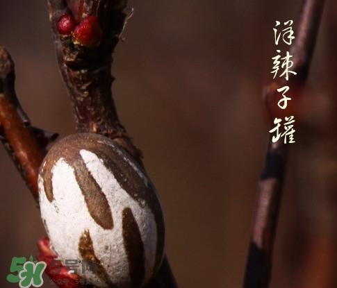 洋辣子罐怎么吃？洋辣子罐有什么营养价值