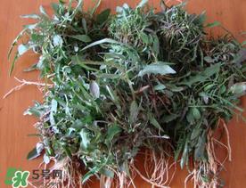 苦菜根能吃吗？苦菜根的功效与作用