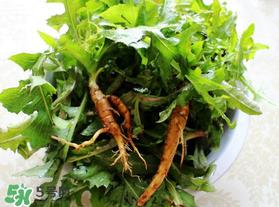 苦菜根能吃吗？苦菜根的功效与作用