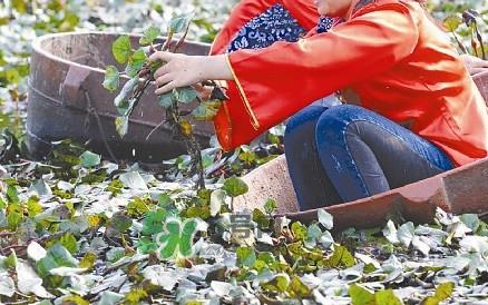 红菱什么时候上市？什么时候采红菱