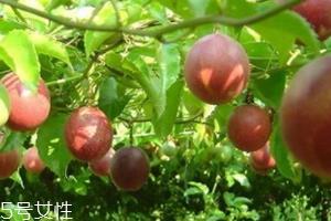 西番莲和百香果的区别