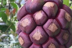 布福娜多少钱一斤？长相奇特的水果