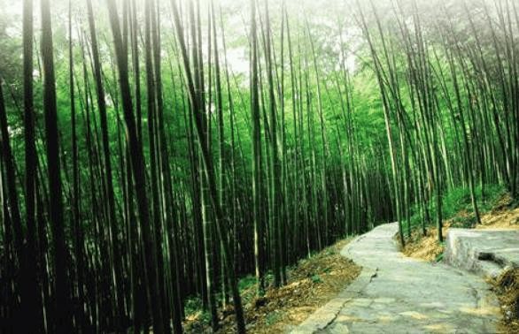 大竹县位于达州市哪里-（四川大竹县属于哪个市）
