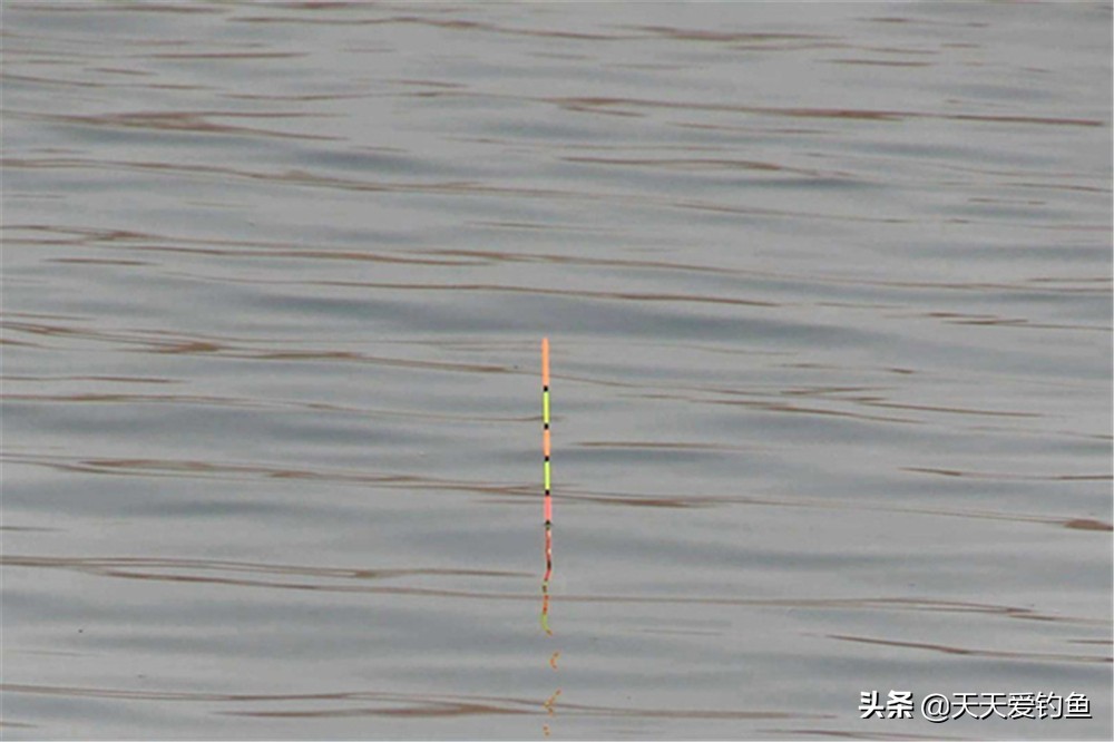 黑坑钓青鱼怎么调漂视频（钓青鱼调漂的正确方法）