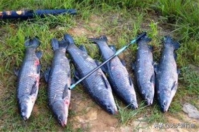 ​黑坑钓青鱼怎么调漂视频（钓青鱼调漂的正确方法）