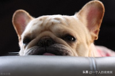 ​法斗犬你了解吗，想入手宠物犬的可以进来看看