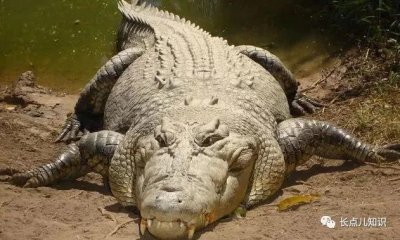 ​地球上最大的鳄鱼排名前十，第一名长7米重2吨