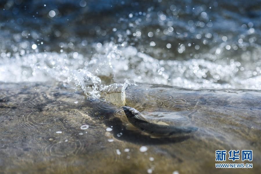 青海一条鱼：从濒临灭绝到鱼翔浅底