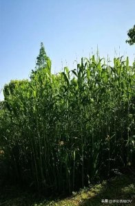 ​轻纱帐:凶杀案和失踪案的频发现场