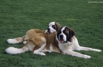 全世界最大的犬--圣伯纳犬，藏獒根本不是对手