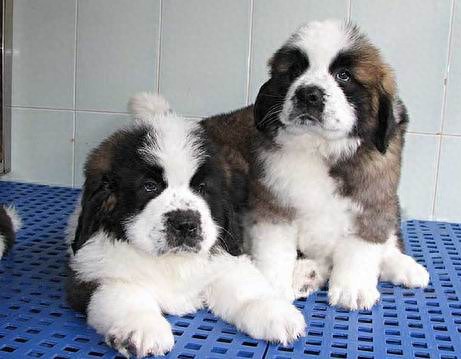 全世界最大的犬--圣伯纳犬，藏獒根本不是对手