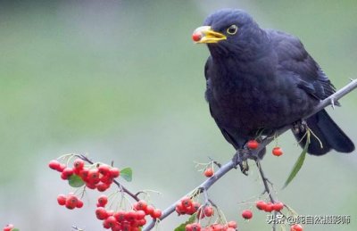 ​乌鸫，中国鸫科鸟类，分享大家欣赏