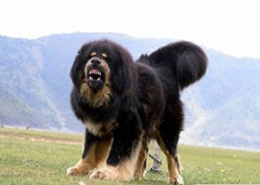 中国边疆最优秀牧羊犬，哈萨克牧羊犬和西藏牧羊犬绝美