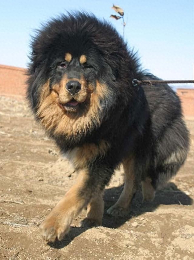 中国边疆最优秀牧羊犬，哈萨克牧羊犬和西藏牧羊犬绝美