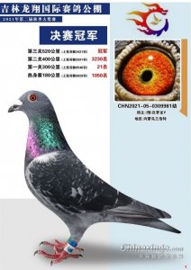 ​飞鸽在天战五场 吉林龙翔赛鸽公棚