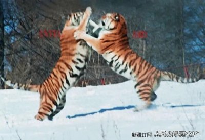 ​生活中的博弈论——斗鸡博弈之三