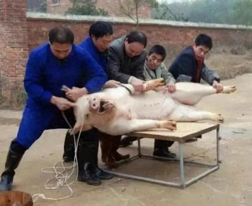 ​农村杀猪引热议？这到底为了食品安全还是动了他人的奶酪？