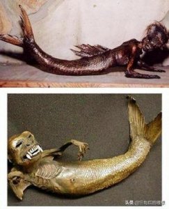 鲛人传说与人类对生态的影响:虚构的神秘生物与现实中的灭绝危机