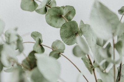 桉树的危害与我国对其种植的禁令,为什么如此严格?