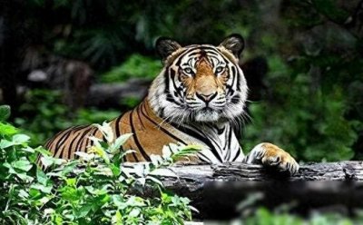 “活武松”何广位:生擒猛虎7只豹子230只,76岁能举700