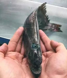 24张令人惊奇的深海生物照片!看起来很恐怖