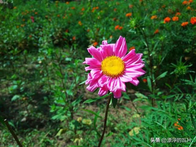 乐视y2pro详细配置（799元的iPhone）(26)