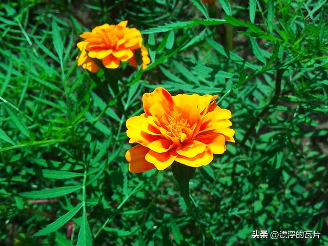 乐视y2pro详细配置（799元的iPhone）(25)