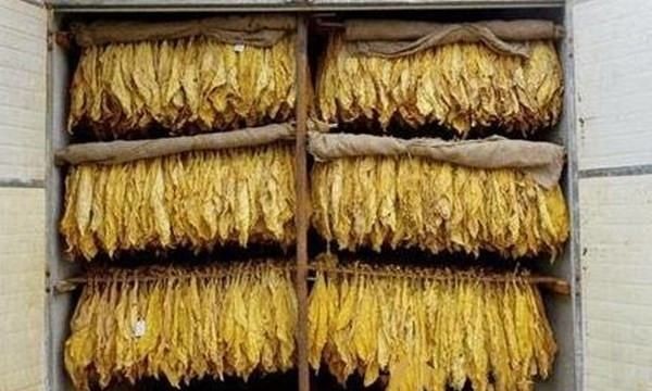 烤烟烘烤最佳排湿时间,下降式烤烟房烘烤技术视频图4