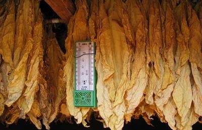 雨淋烟和雨后烟怎样烘烤的