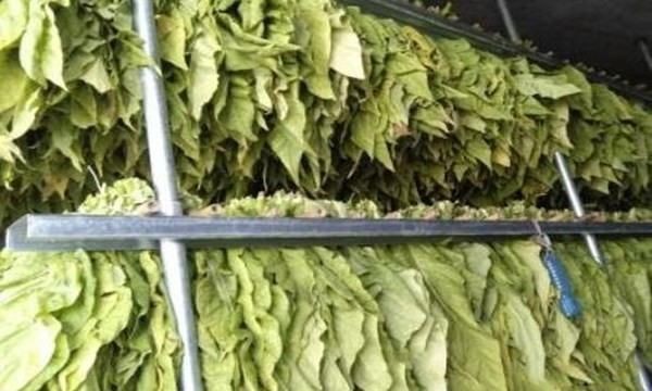 烤烟烘烤最佳排湿时间,下降式烤烟房烘烤技术视频图5