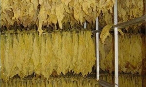烤烟烘烤最佳排湿时间,下降式烤烟房烘烤技术视频图6