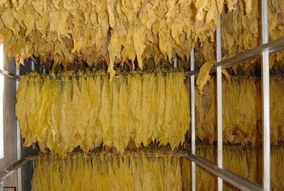 ​烤烟烘烤最佳排湿时间,下降式烤烟房烘烤技术视频