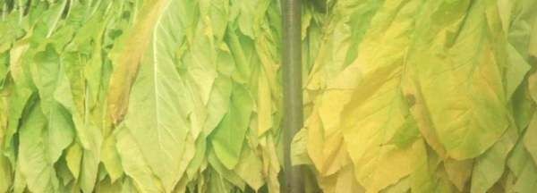 烤烟烘烤最佳排湿时间,下降式烤烟房烘烤技术视频图2