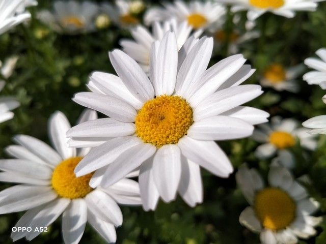 oppoa52为什么这么便宜（OPPOA52综合评测）