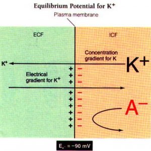 《生理学》动作电位