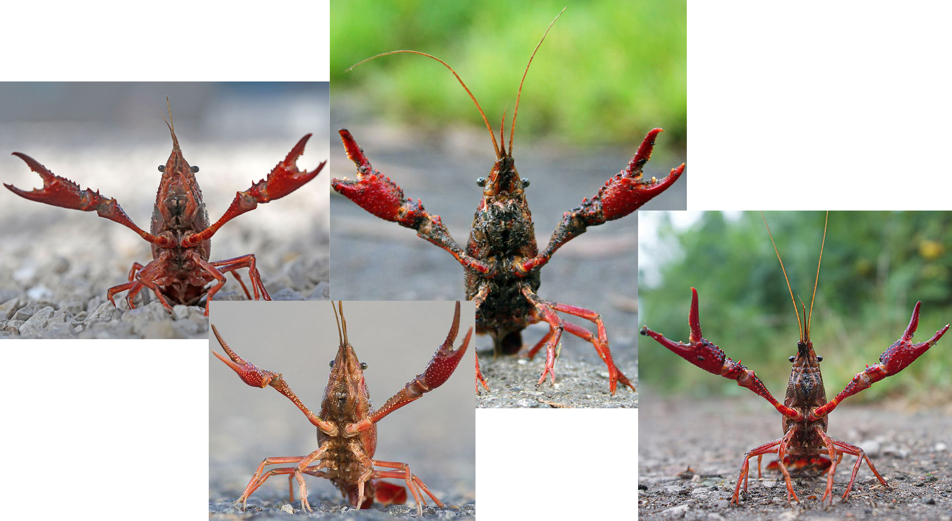 小龙虾是海鲜吗(餐桌物种全面正确认识小龙虾)