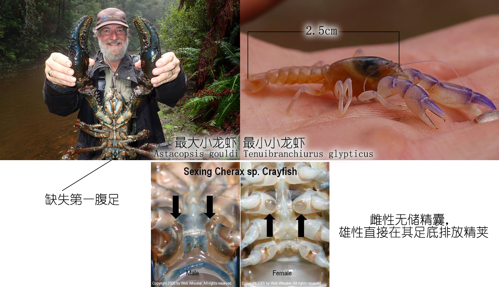 小龙虾是海鲜吗(餐桌物种全面正确认识小龙虾)