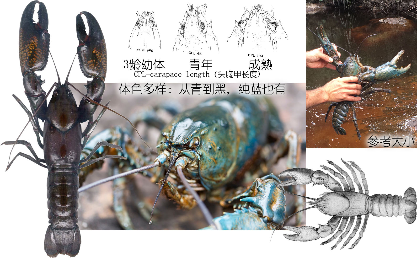 小龙虾是海鲜吗(餐桌物种全面正确认识小龙虾)