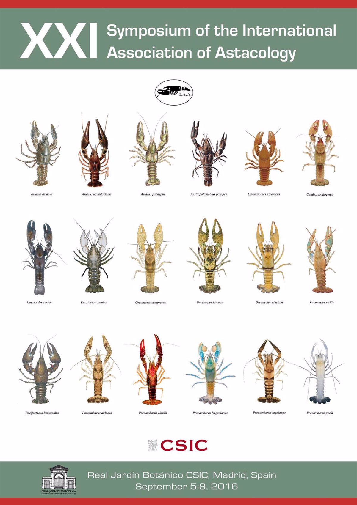 小龙虾是海鲜吗(餐桌物种全面正确认识小龙虾)