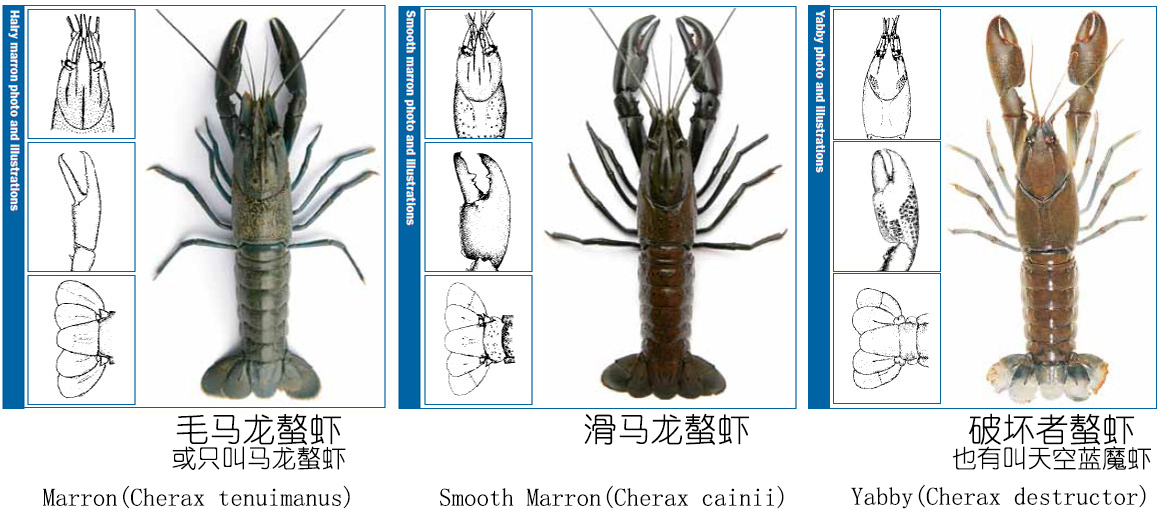 小龙虾是海鲜吗(餐桌物种全面正确认识小龙虾)