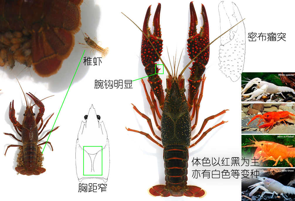 小龙虾是海鲜吗(餐桌物种全面正确认识小龙虾)