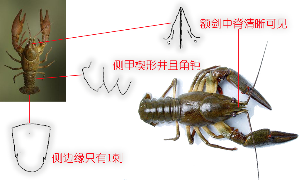 小龙虾是海鲜吗(餐桌物种全面正确认识小龙虾)