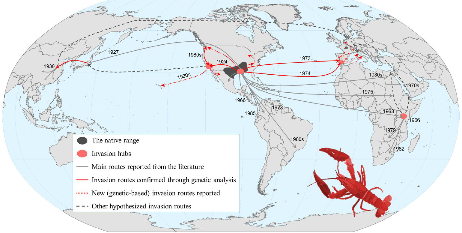 小龙虾是海鲜吗(餐桌物种全面正确认识小龙虾)