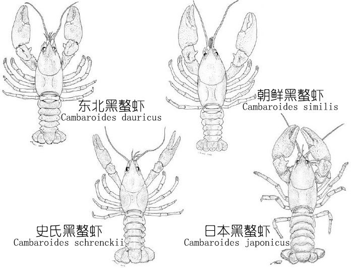 小龙虾是海鲜吗(餐桌物种全面正确认识小龙虾)