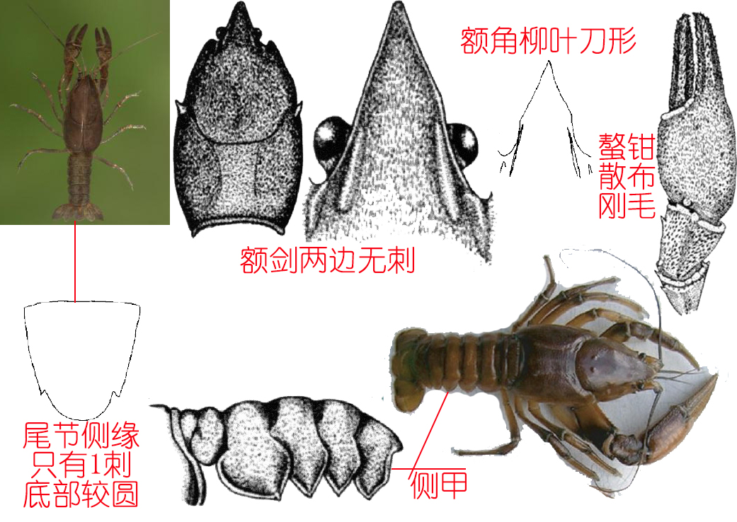 小龙虾是海鲜吗(餐桌物种全面正确认识小龙虾)