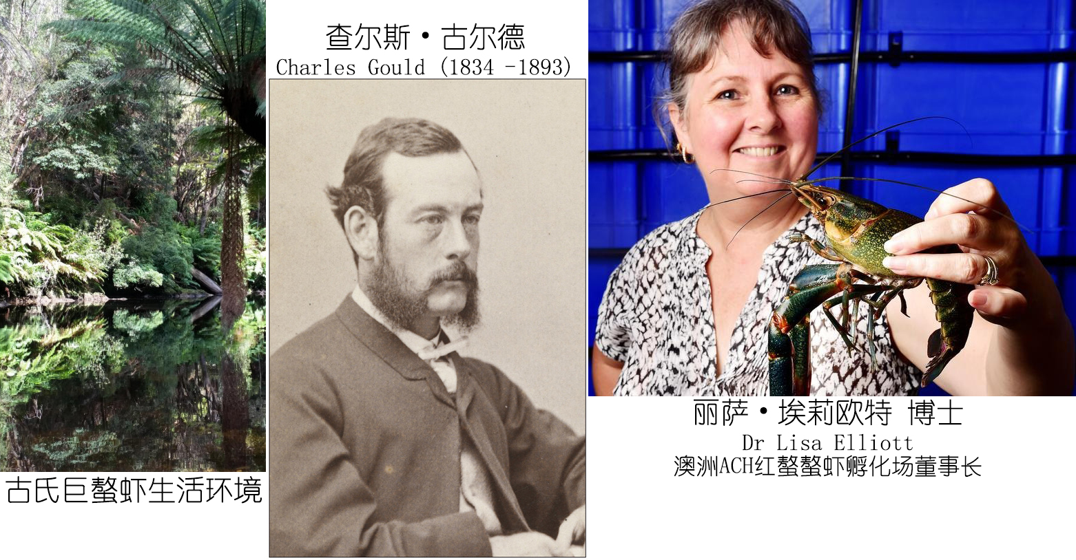 小龙虾是海鲜吗(餐桌物种全面正确认识小龙虾)