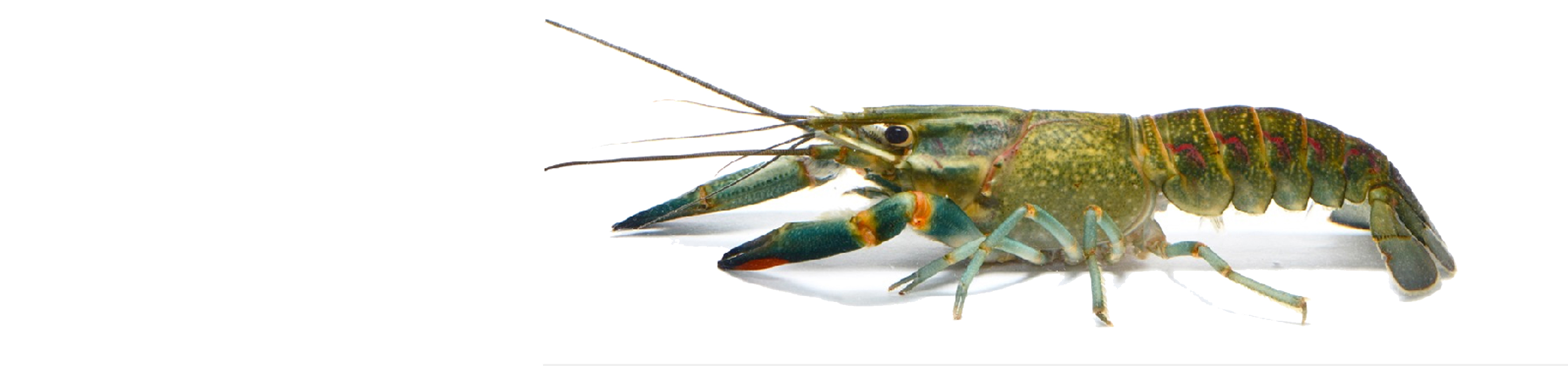 小龙虾是海鲜吗(餐桌物种全面正确认识小龙虾)