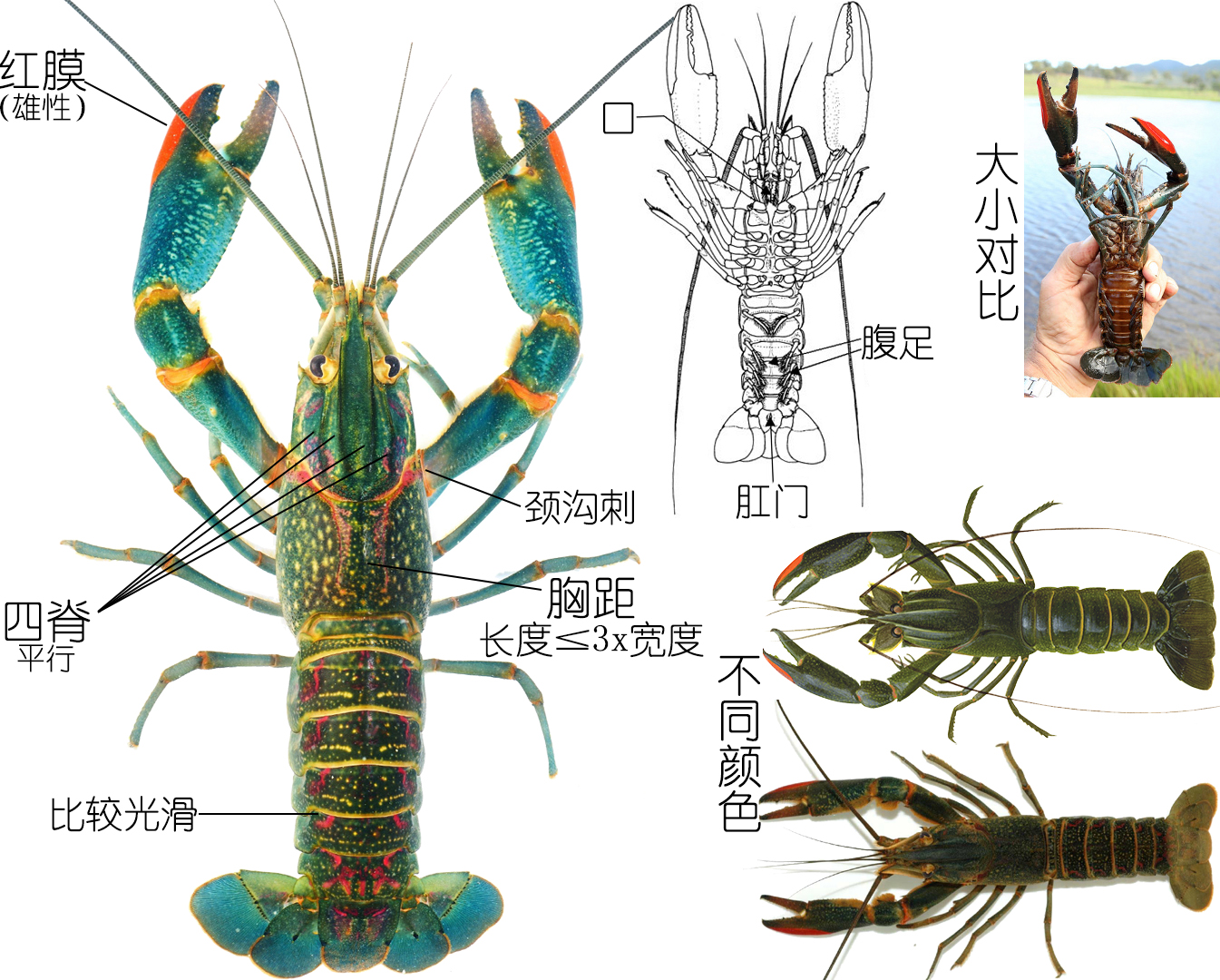 小龙虾是海鲜吗(餐桌物种全面正确认识小龙虾)