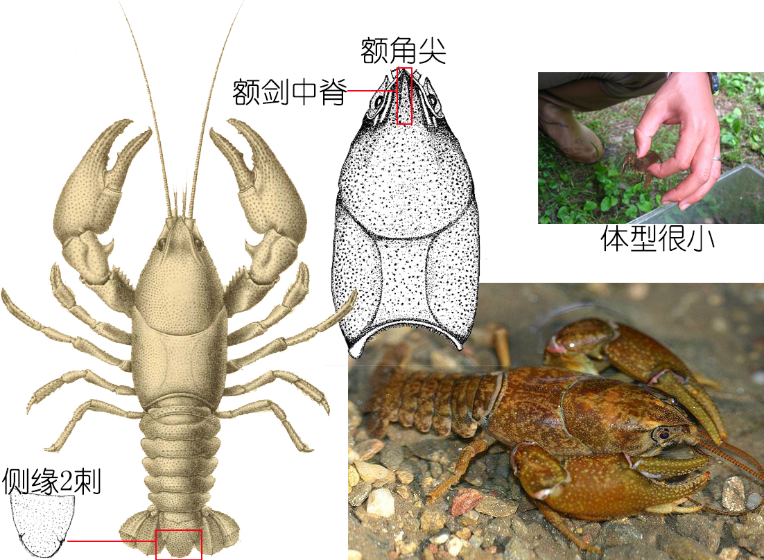 小龙虾是海鲜吗(餐桌物种全面正确认识小龙虾)
