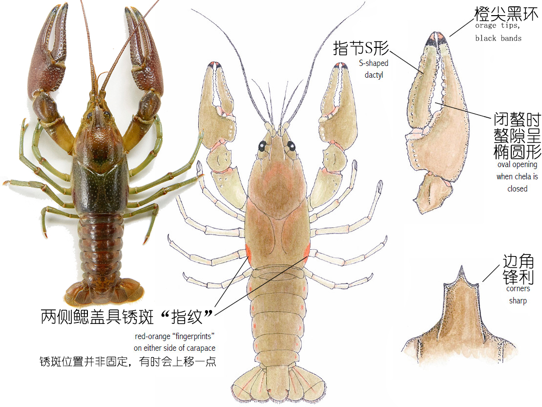 小龙虾是海鲜吗(餐桌物种全面正确认识小龙虾)